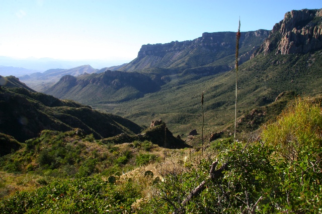 Lechuguilla Stalks