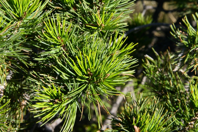 Pinyon Pine