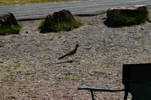 Road Runner