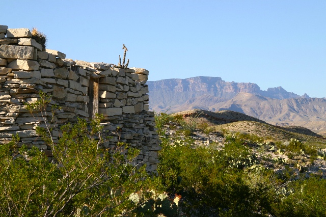 Cactus and House