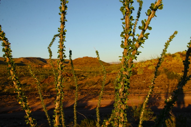 Ocotillo