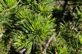 Pinyon Pine