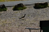 Road Runner