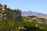 Cactus and House