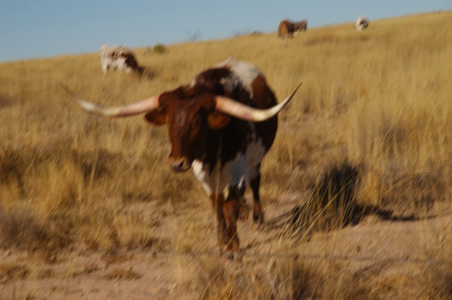 BB08: Charging Longhorn