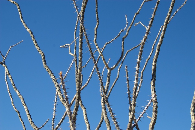 BB08: Ocotillo
