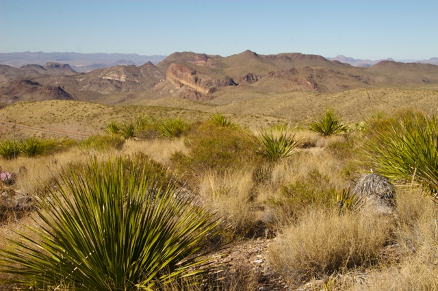 BB08: More sotol