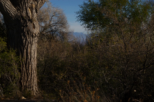 BB08: Cottonwood