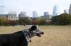 Juni - Auditorium Shores