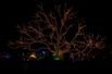 Tree of Lights