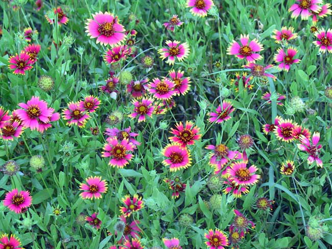 wildflowers