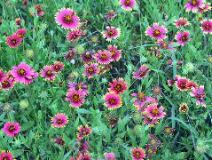 wildflowers