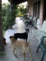 frontPorch