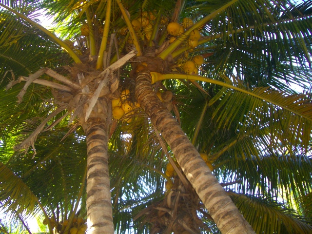 Coco Palms