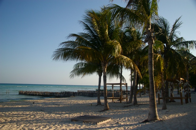 Palm Trees