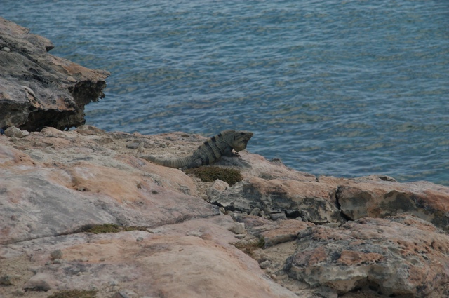 Iguana, Cliff