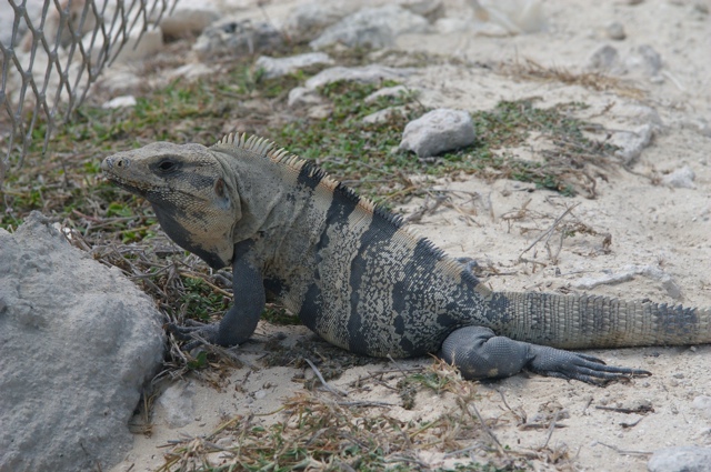 Big Iguana