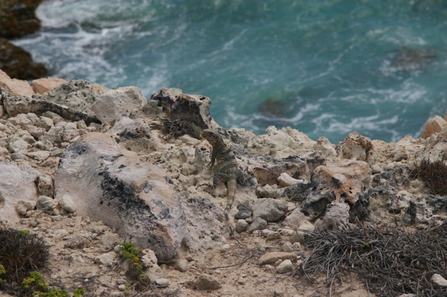 More Iguanas