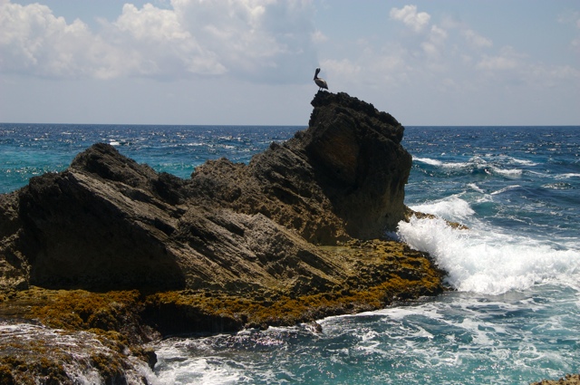 Pelican, Rock