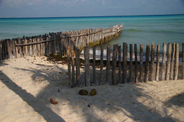 Jetty, with Coconut