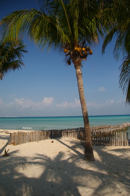 Coco Palm