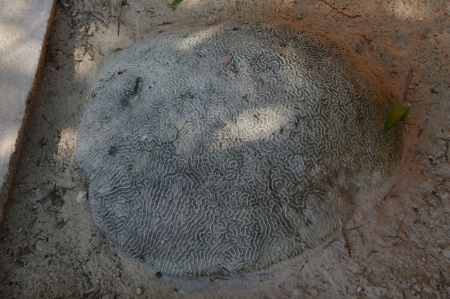 Brain