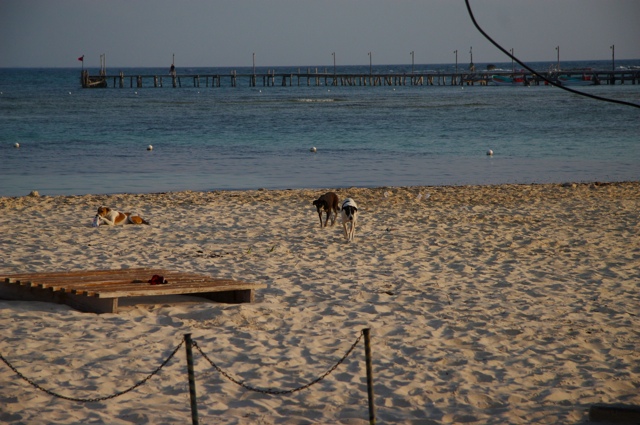 Beach Dogs
