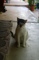 Hotel Cat