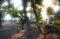 Blury Garden