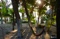 Clear Garden