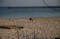 Beach Dogs