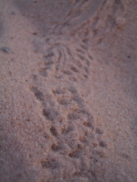 Closeup