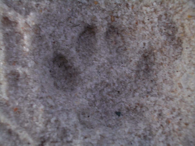 Cat Print