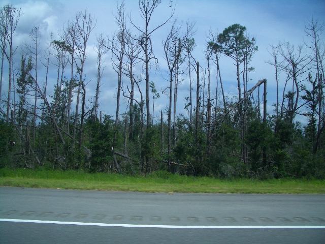 Trees