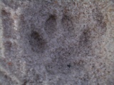 Cat Print