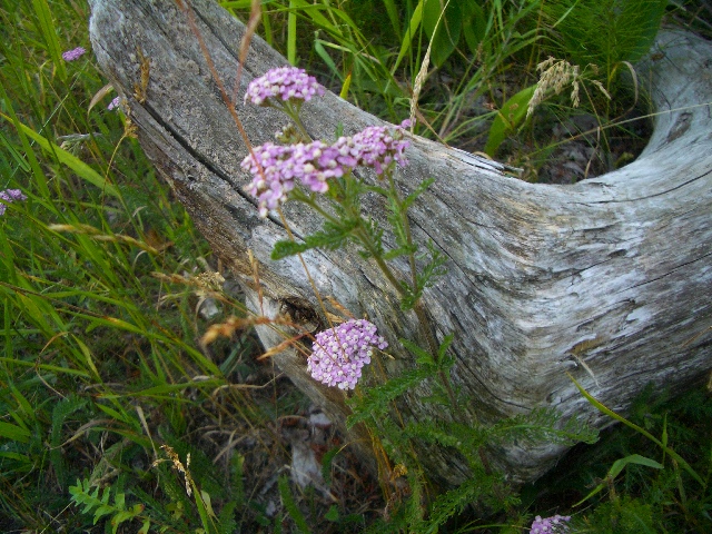 Wildflowers