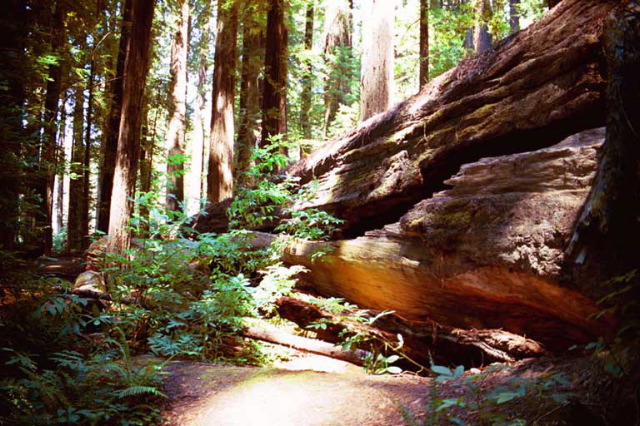 Fallen tree. Avenue of the Giants.