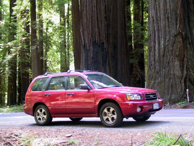 Our ad for Subaru. Leaving the Avenue of the Giants.