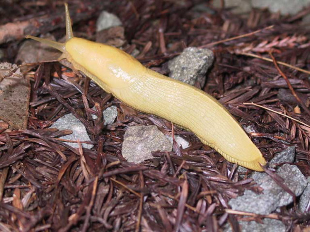 A Banana Slug on the Redwood Creek Trail, Redwood National Park. 