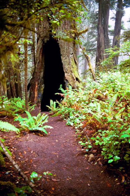 The Lady Bird Johnson Grove Trail.