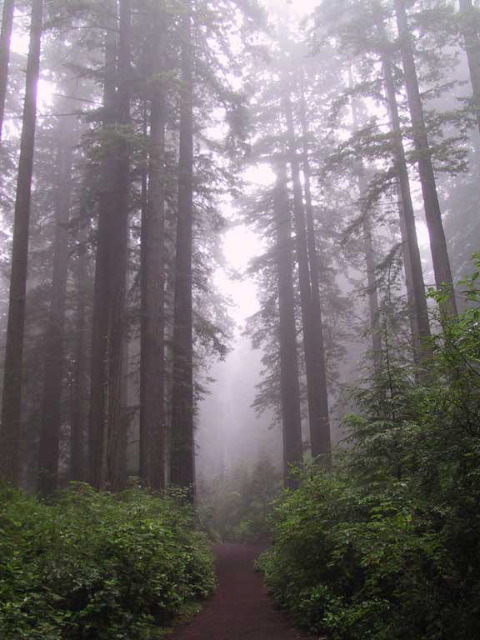 The Lady Bird Johnson Grove Trail.