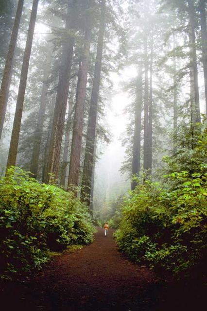 The Lady Bird Johnson Grove Trail.