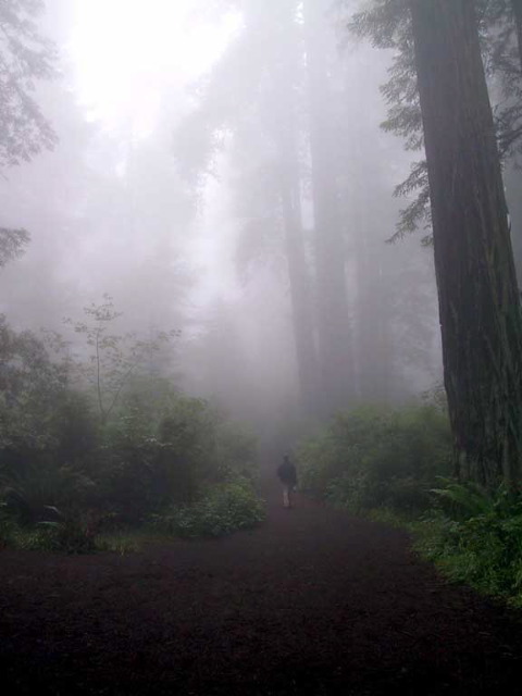 The Lady Bird Johnson Grove Trail.