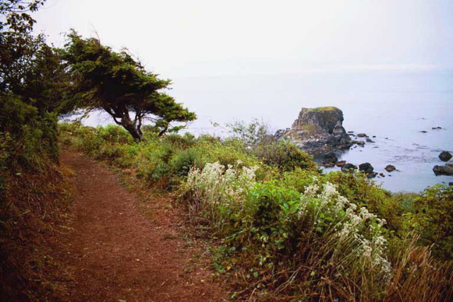 The trail along Harris Beach.