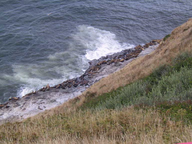 Sea lion colony. 