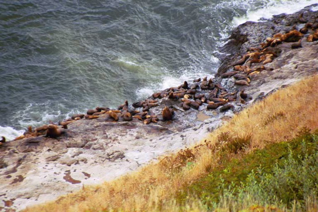 Sea lions on the rocky beach. 