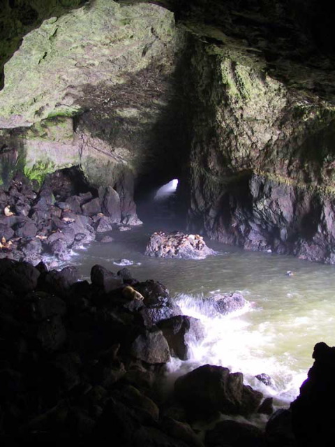 The sea lion cave.