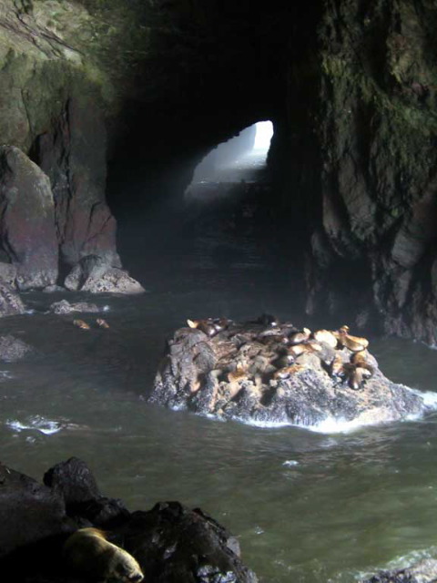 Sea lions on the rock.