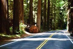 Humboldt Redwoods State Park/Avenue of the Giants.