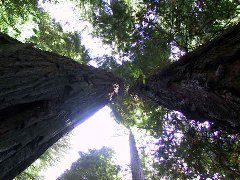 Tall, towering trees. Avenue of the Giants.